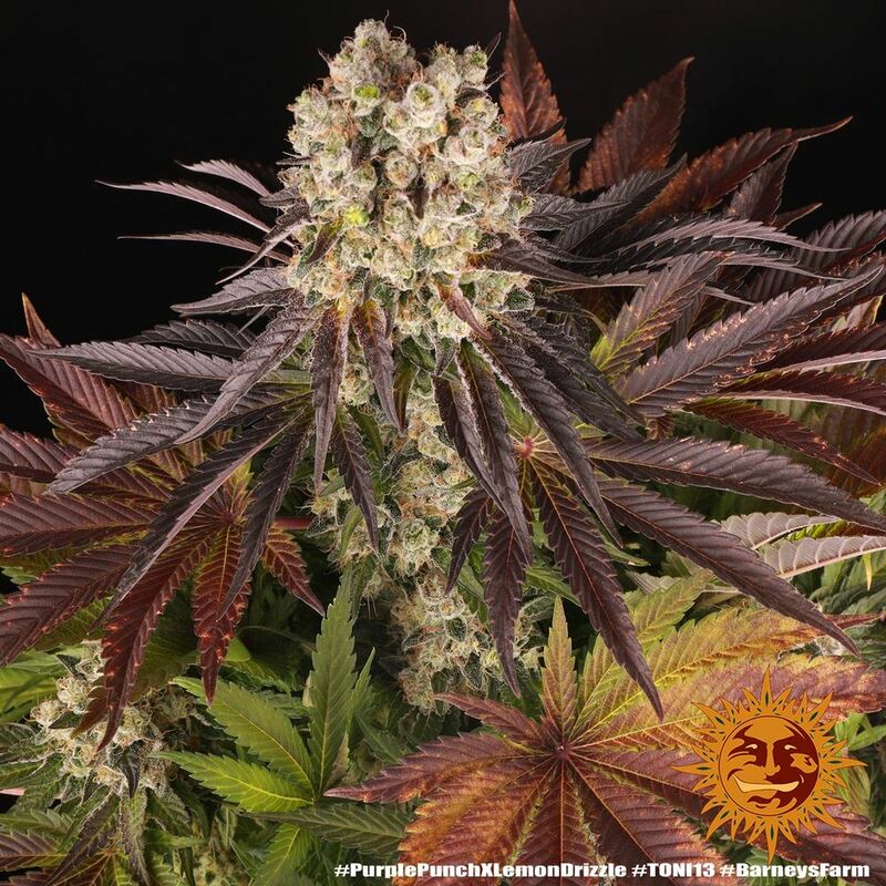 Purple Punch x Lemon Drizzle, Фасовка: 3, изображение 15